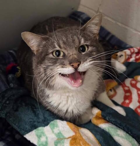 Picture of the Animal Listed