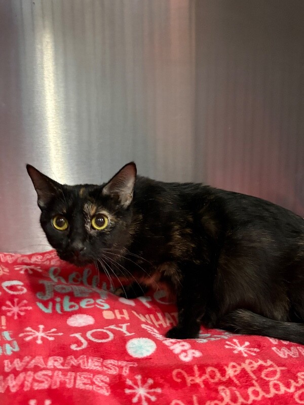 Picture of the Animal Listed