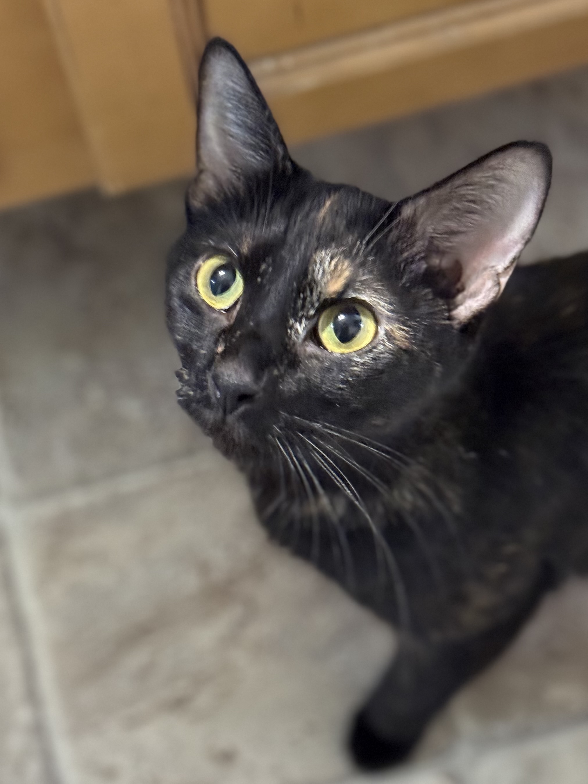 Picture of the Animal Listed