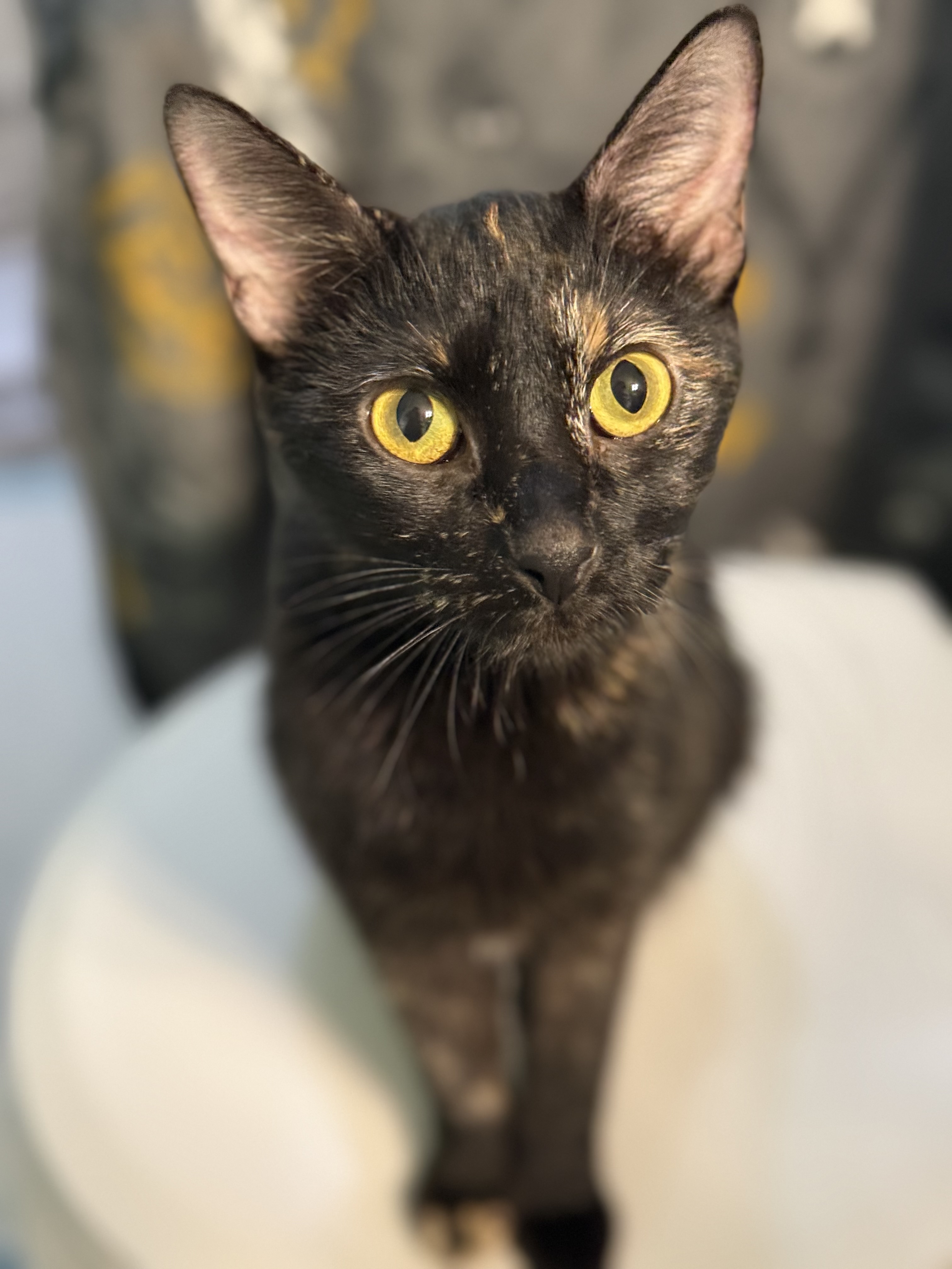 Picture of the Animal Listed