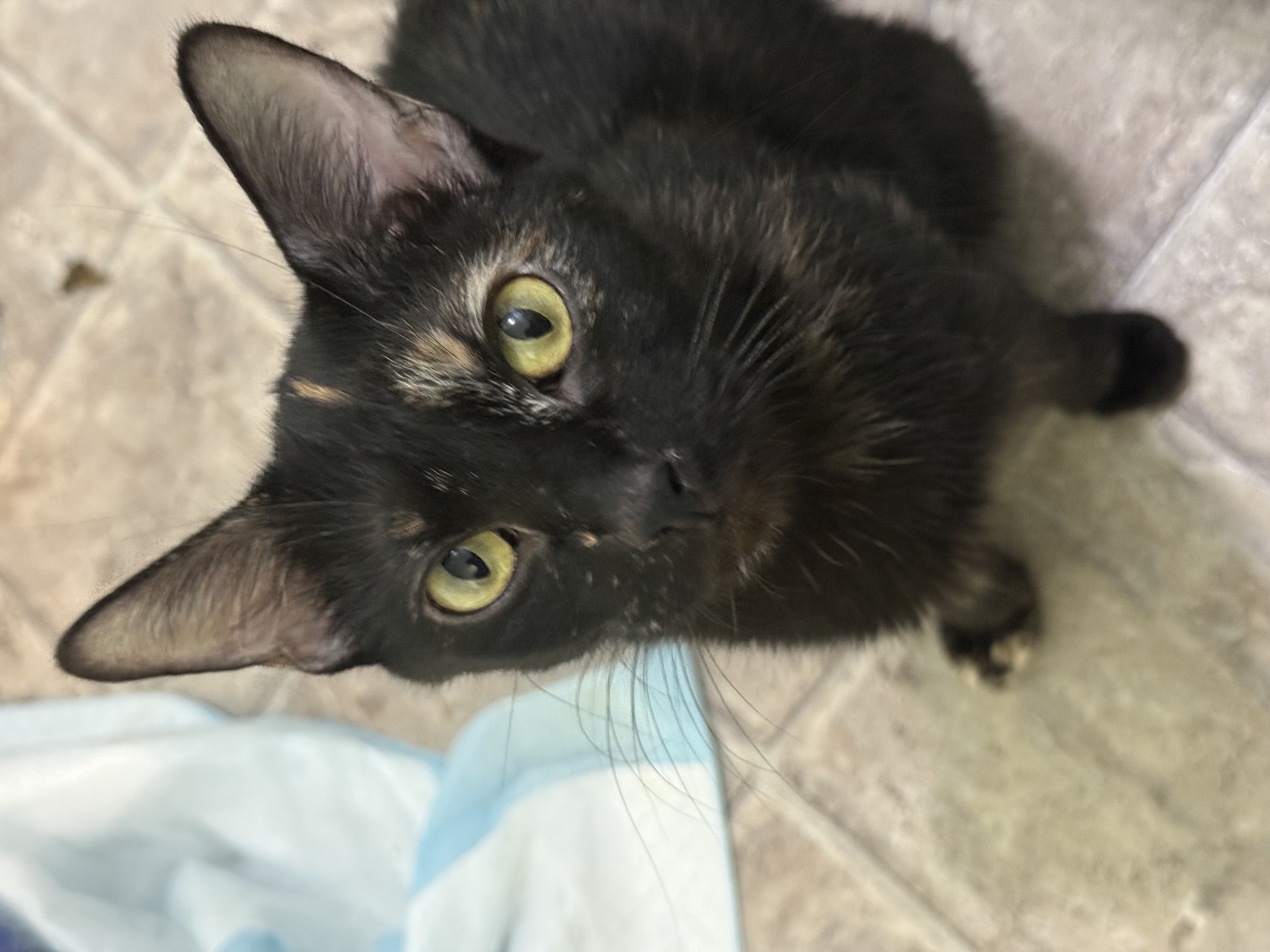 Picture of the Animal Listed