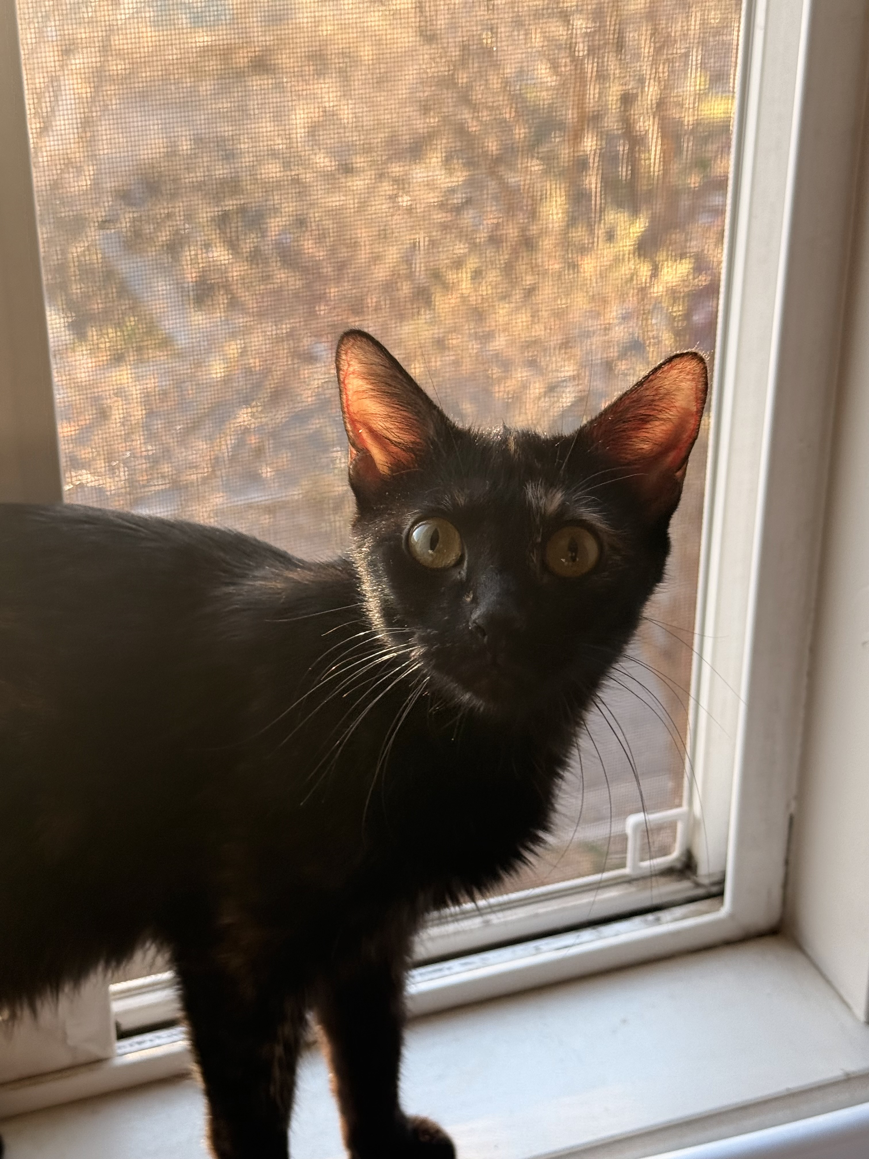 Picture of the Animal Listed