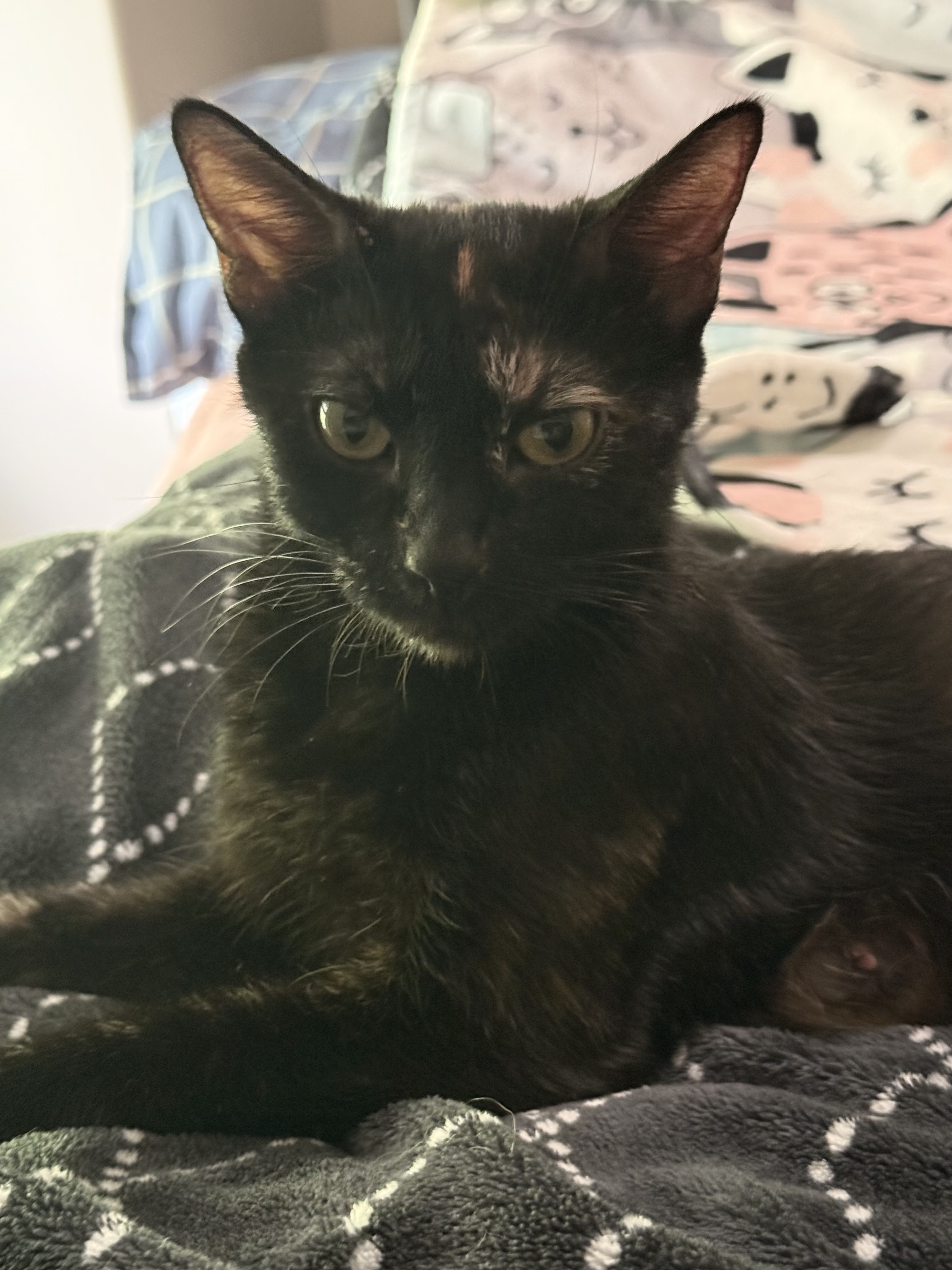 Picture of the Animal Listed