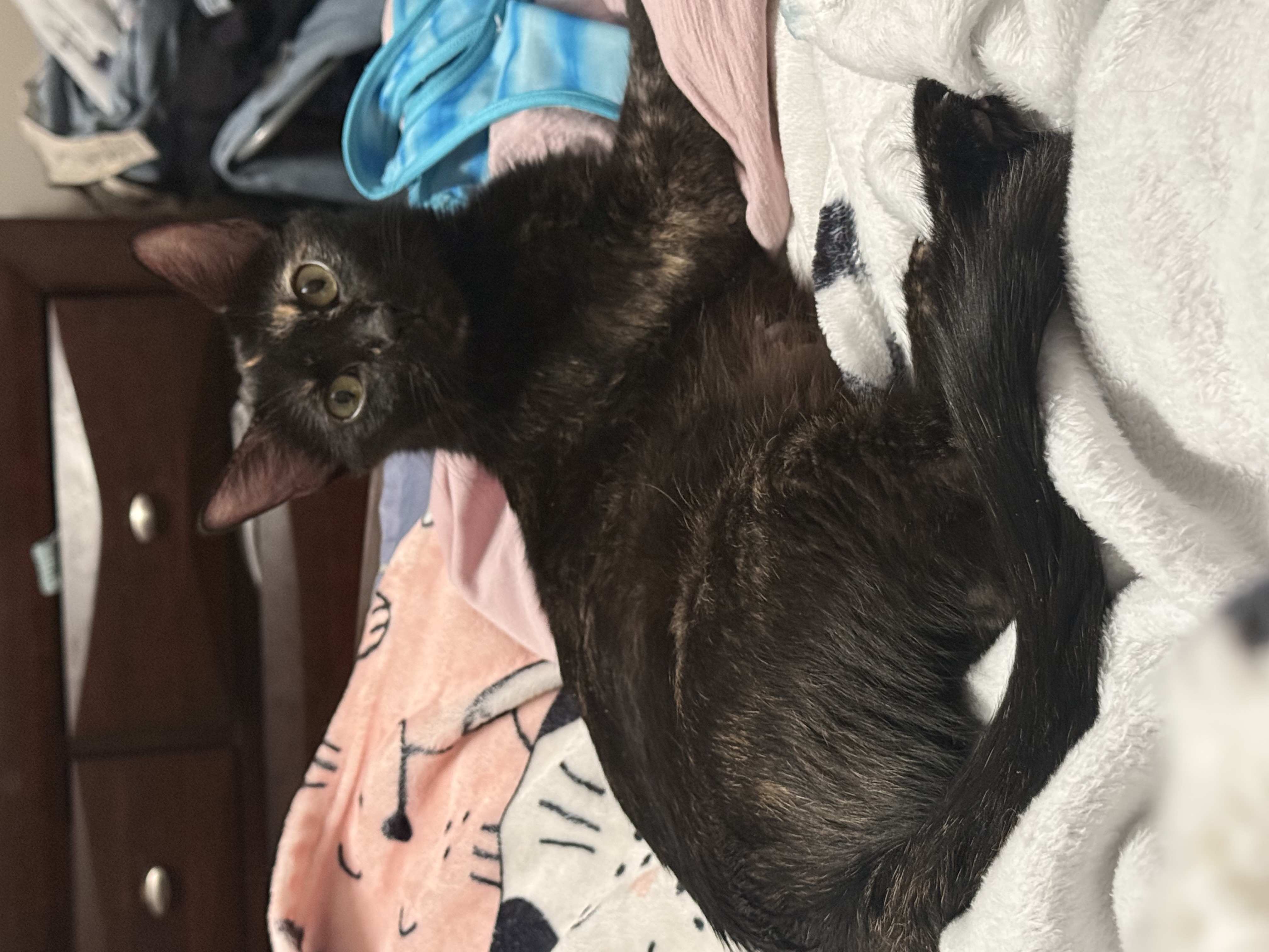 Picture of the Animal Listed