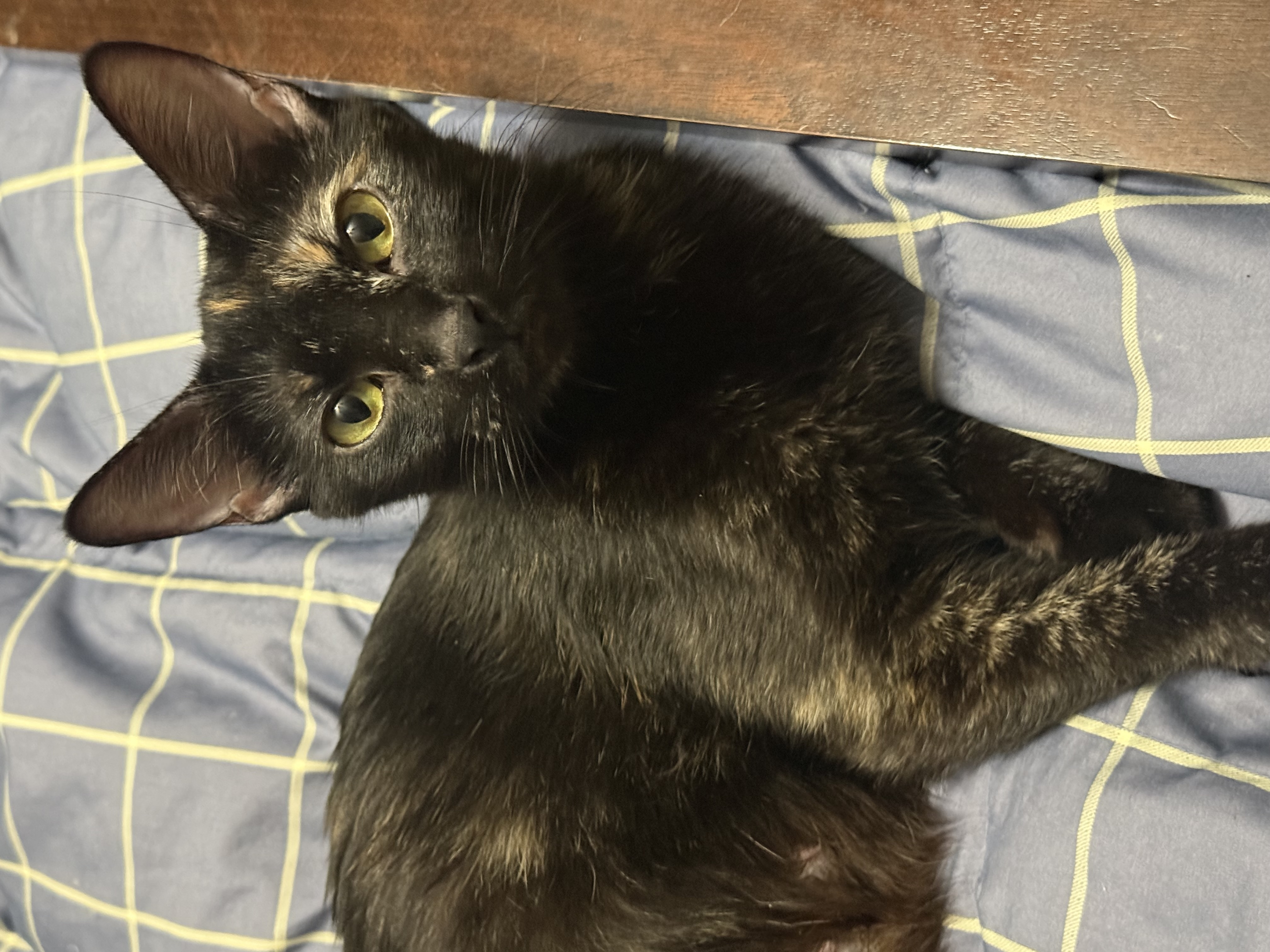 Picture of the Animal Listed