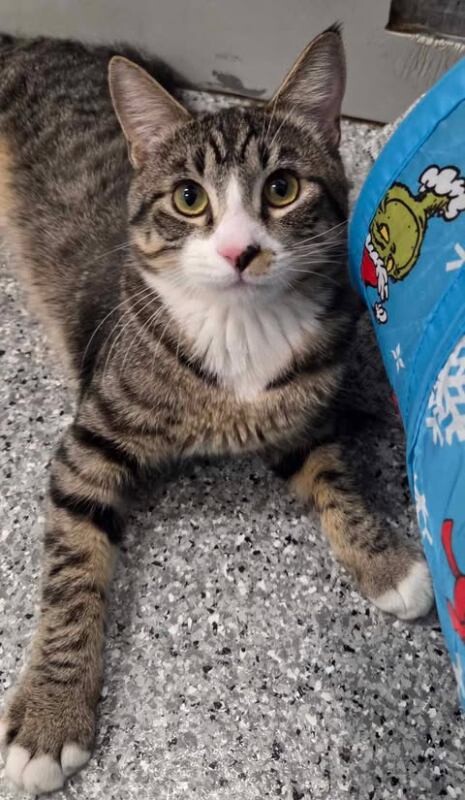 Picture of the Animal Listed