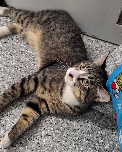 Picture of the Animal Listed