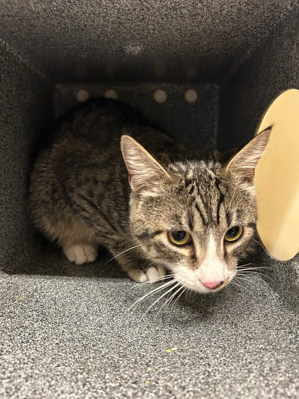 Picture of the Animal Listed