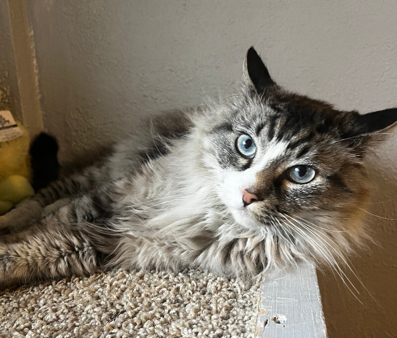 Picture of the Animal Listed