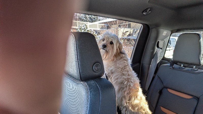 Picture of the Animal Listed