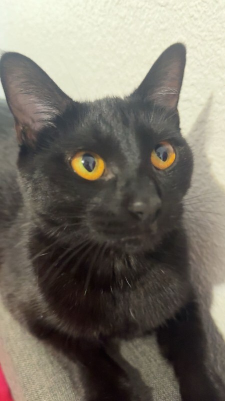 Picture of the Animal Listed