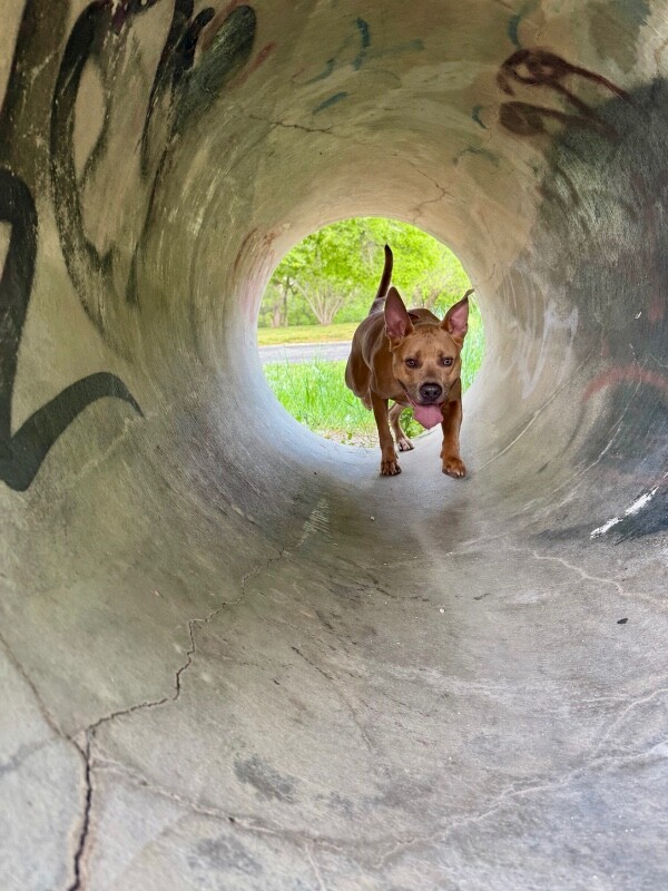 Picture of the Animal Listed