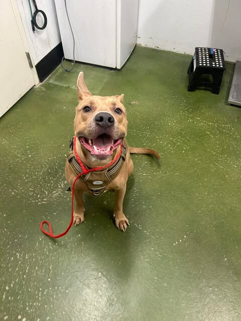 Picture of the Animal Listed