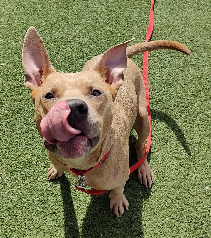 Picture of the Animal Listed