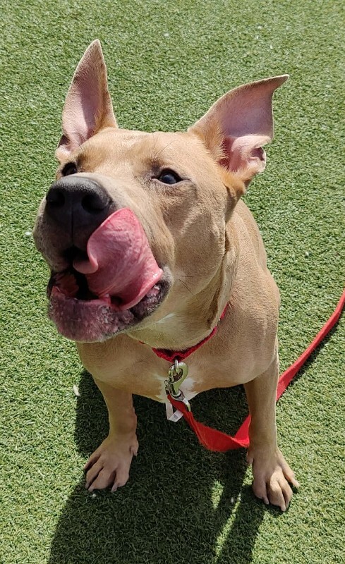 Picture of the Animal Listed