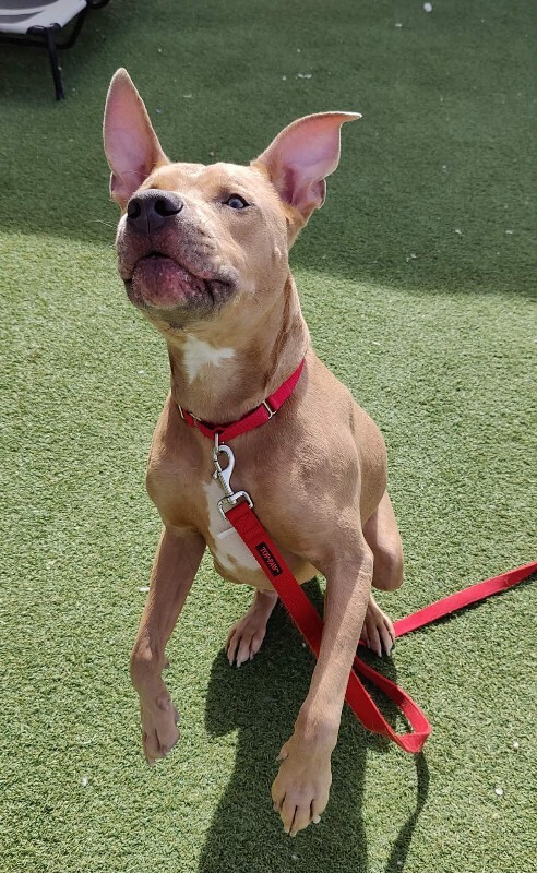 Picture of the Animal Listed