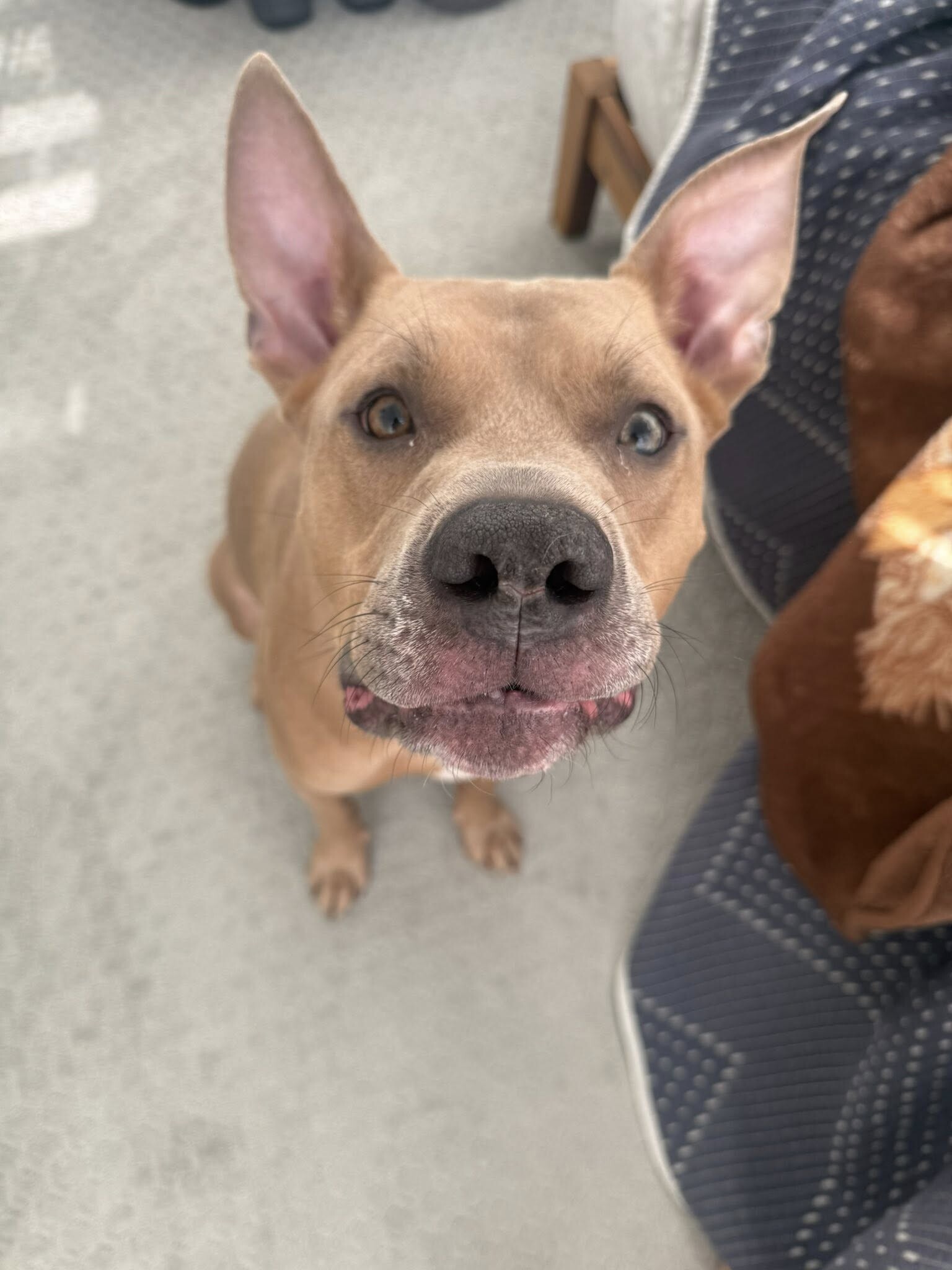 Picture of the Animal Listed