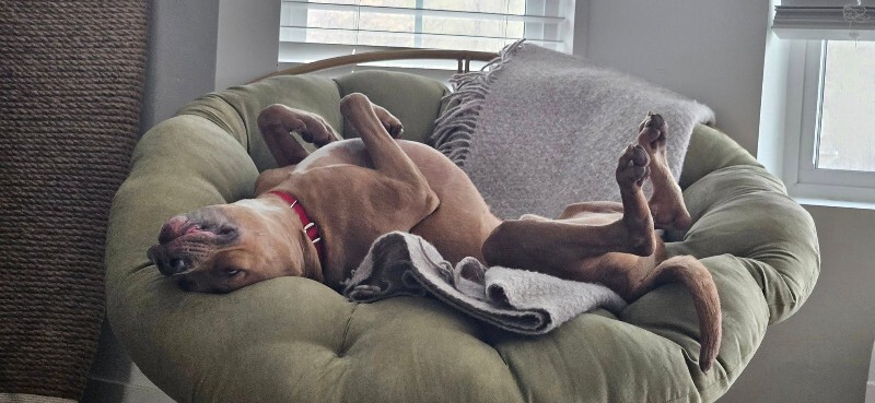 Picture of the Animal Listed