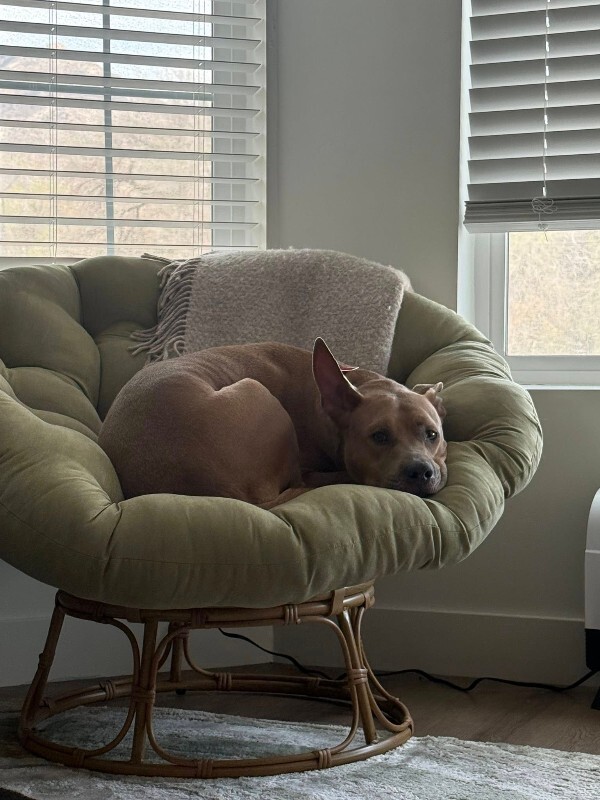 Picture of the Animal Listed