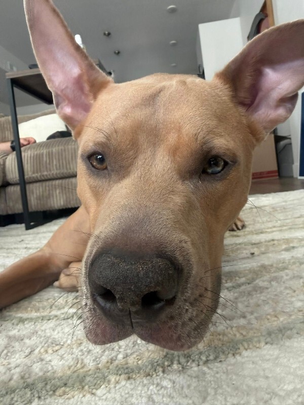 Picture of the Animal Listed