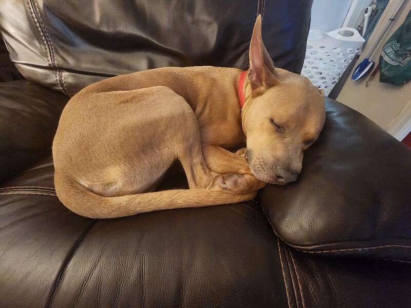 Picture of the Animal Listed