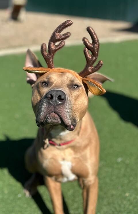 Picture of the Animal Listed