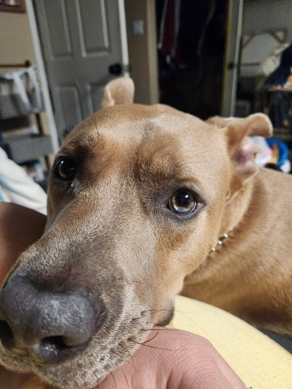 Picture of the Animal Listed