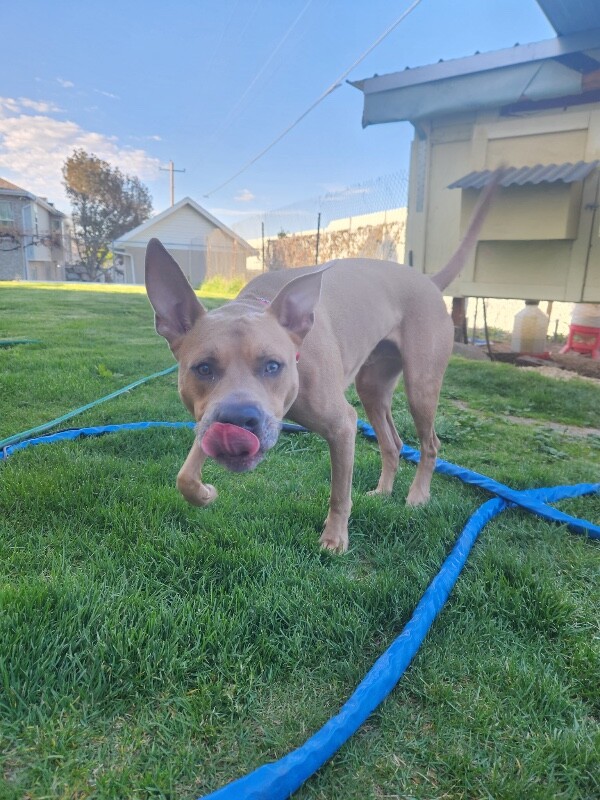 Picture of the Animal Listed