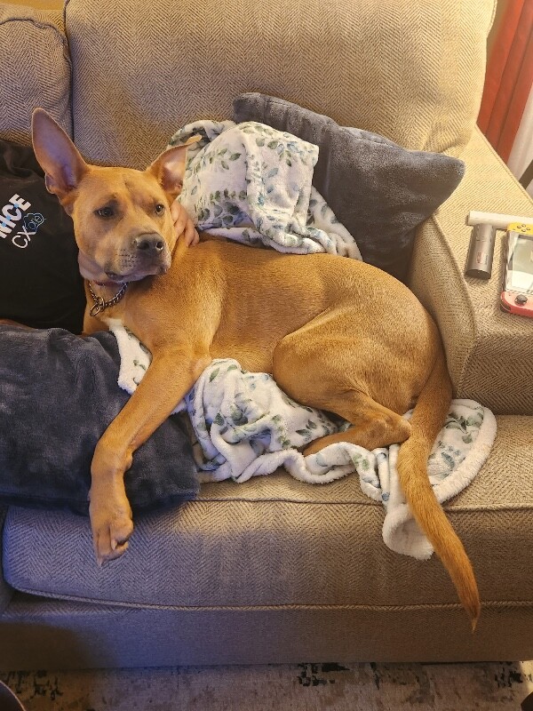 Picture of the Animal Listed