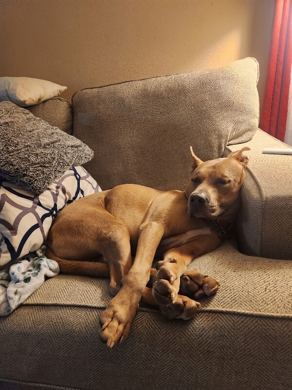 Picture of the Animal Listed