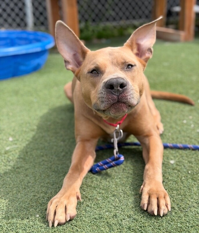 Picture of the Animal Listed