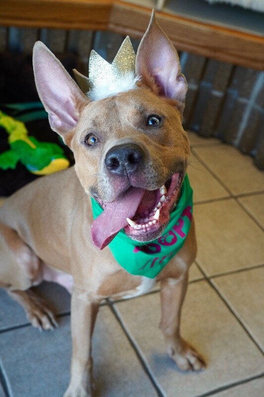 Picture of the Animal Listed