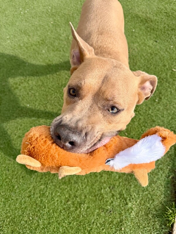 Picture of the Animal Listed