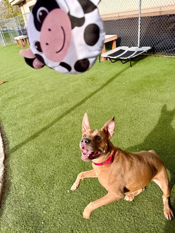 Picture of the Animal Listed