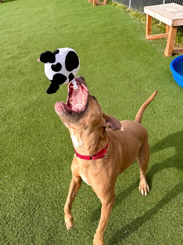 Picture of the Animal Listed