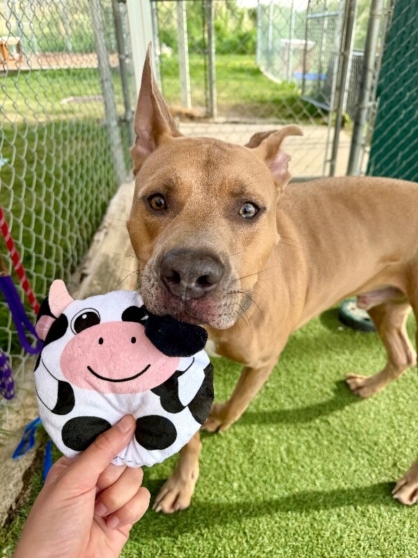 Picture of the Animal Listed