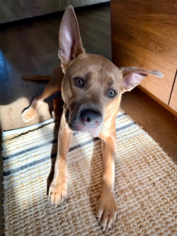 Picture of the Animal Listed