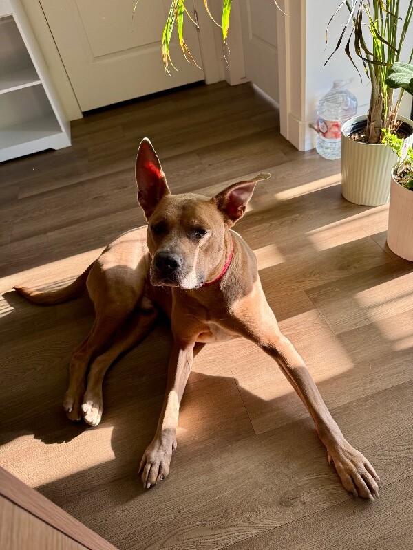 Picture of the Animal Listed