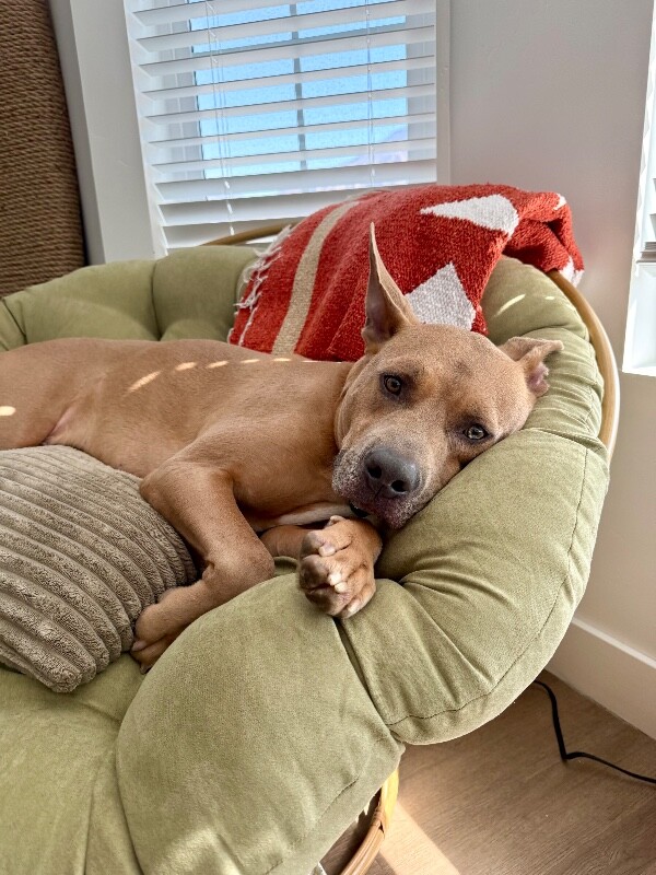 Picture of the Animal Listed