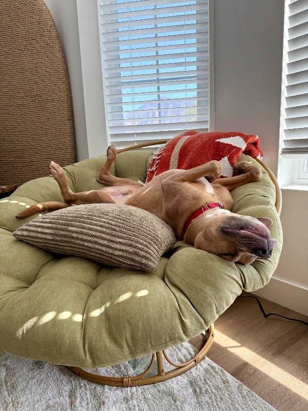 Picture of the Animal Listed