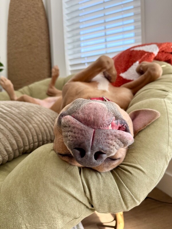 Picture of the Animal Listed