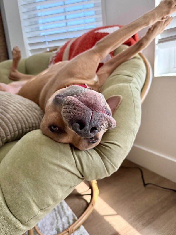 Picture of the Animal Listed