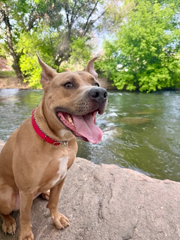 Picture of the Animal Listed