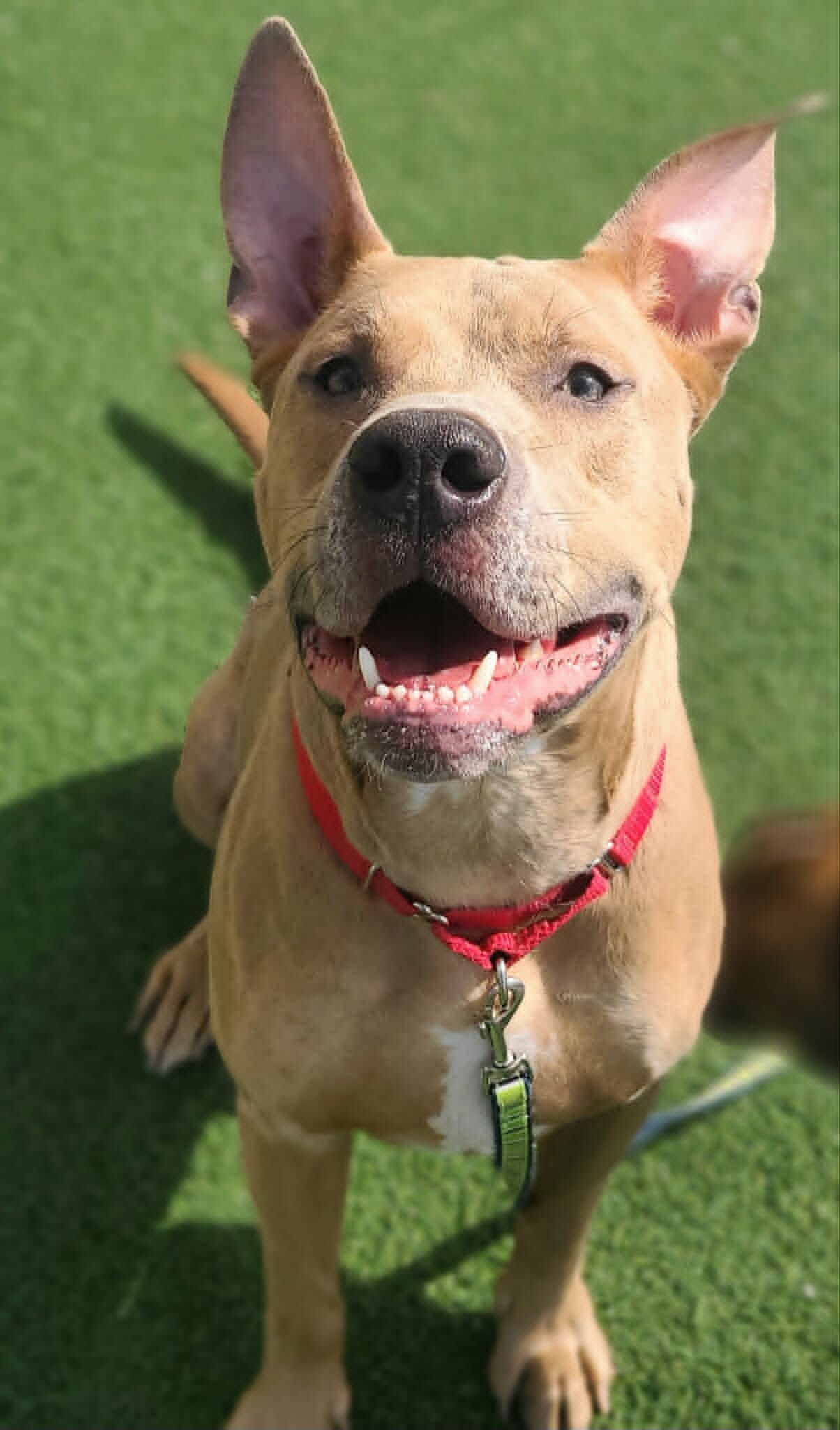 Picture of the Animal Listed