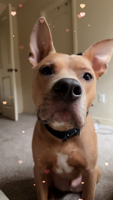 Picture of the Animal Listed