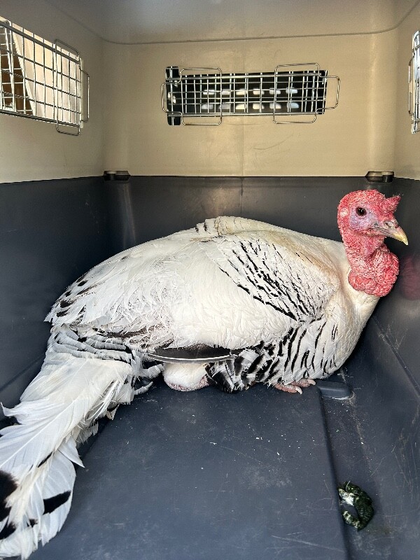 Picture of the Animal Listed