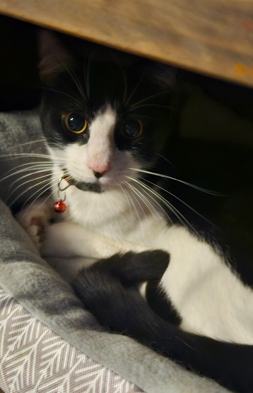 Picture of the Animal Listed