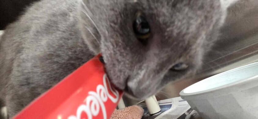 Picture of the Animal Listed