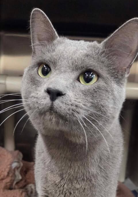 Picture of the Animal Listed