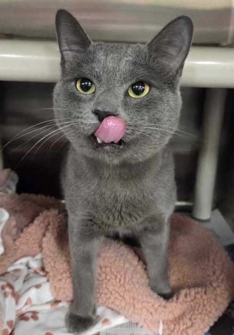 Picture of the Animal Listed